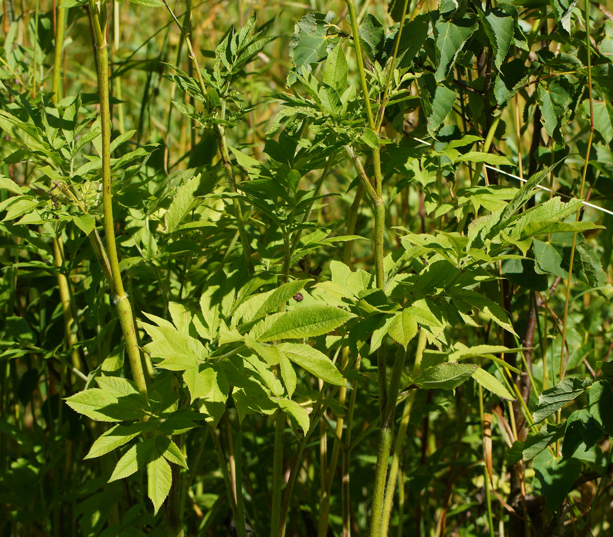 Изображение особи Chaerophyllum aromaticum.