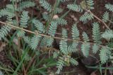 Tribulus zeyheri