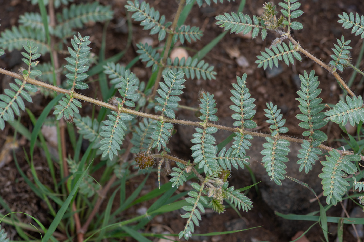 Изображение особи Tribulus zeyheri.