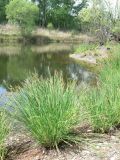 Carex appendiculata