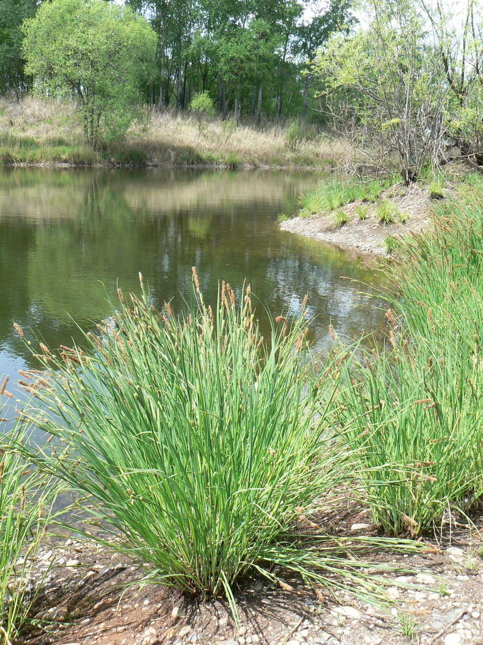 Изображение особи Carex appendiculata.