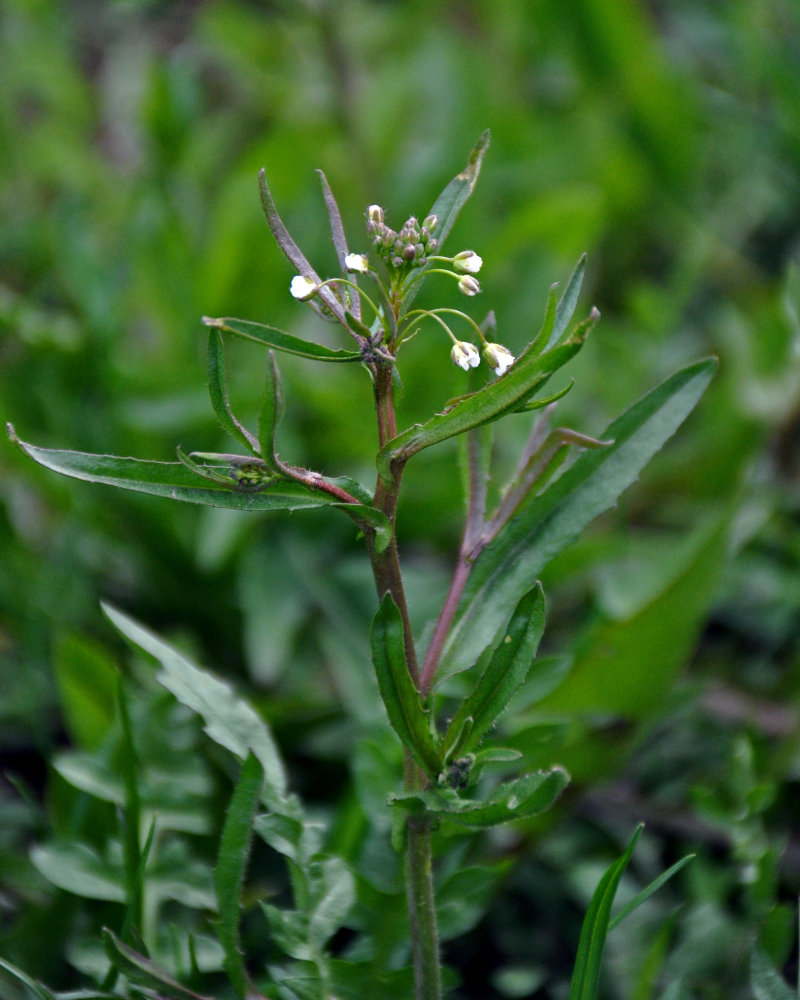 Image of Capsella bursa-pastoris specimen.