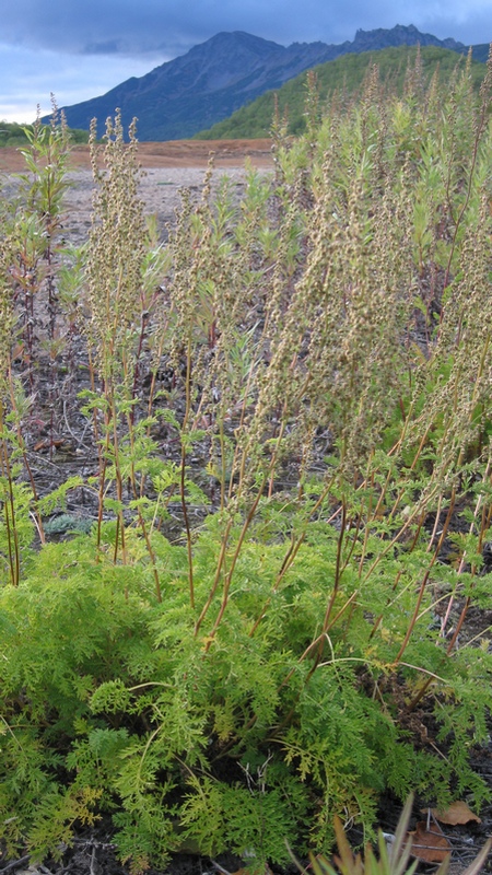 Изображение особи Artemisia laciniatiformis.