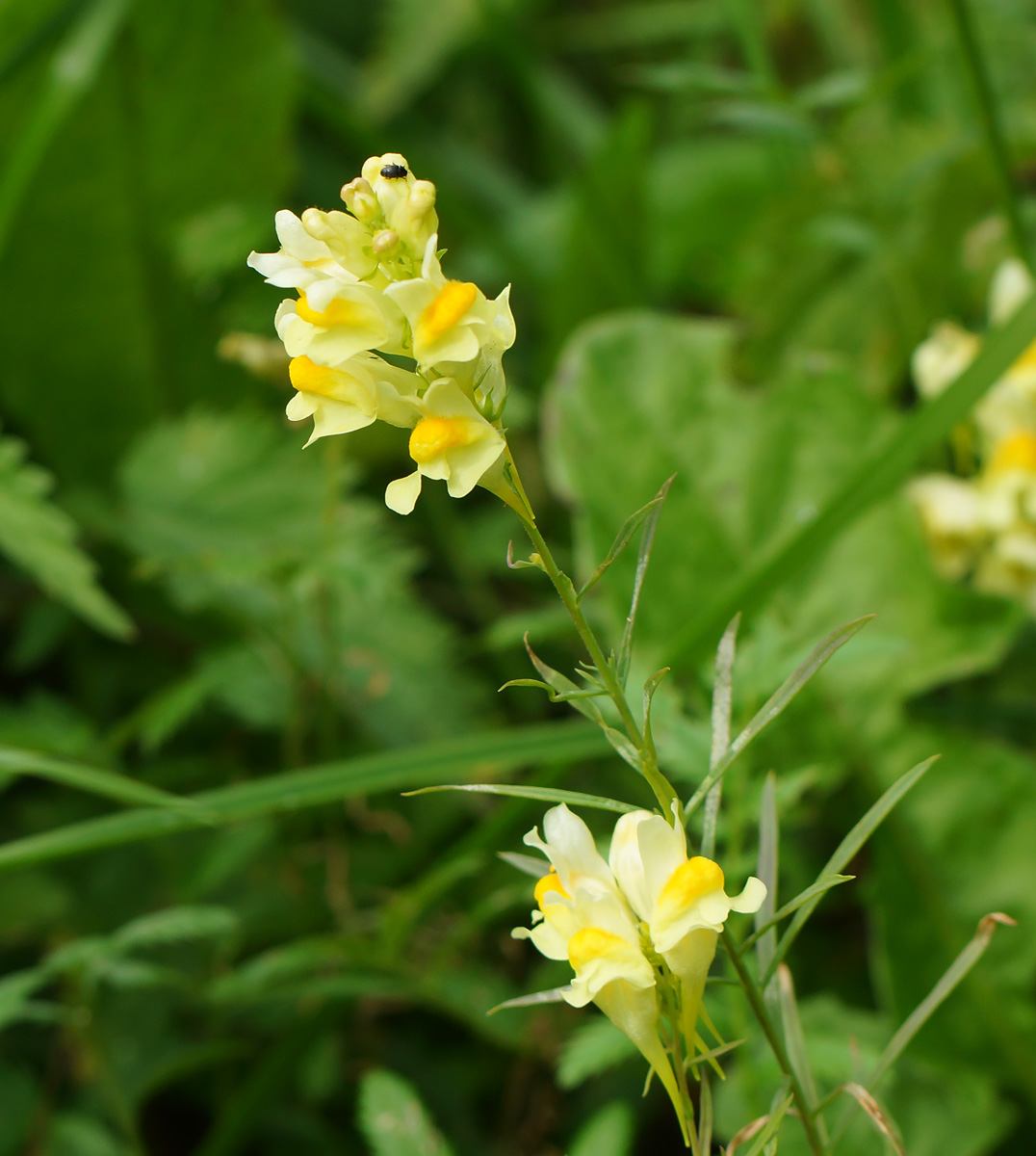 Image of Linaria vulgaris specimen.