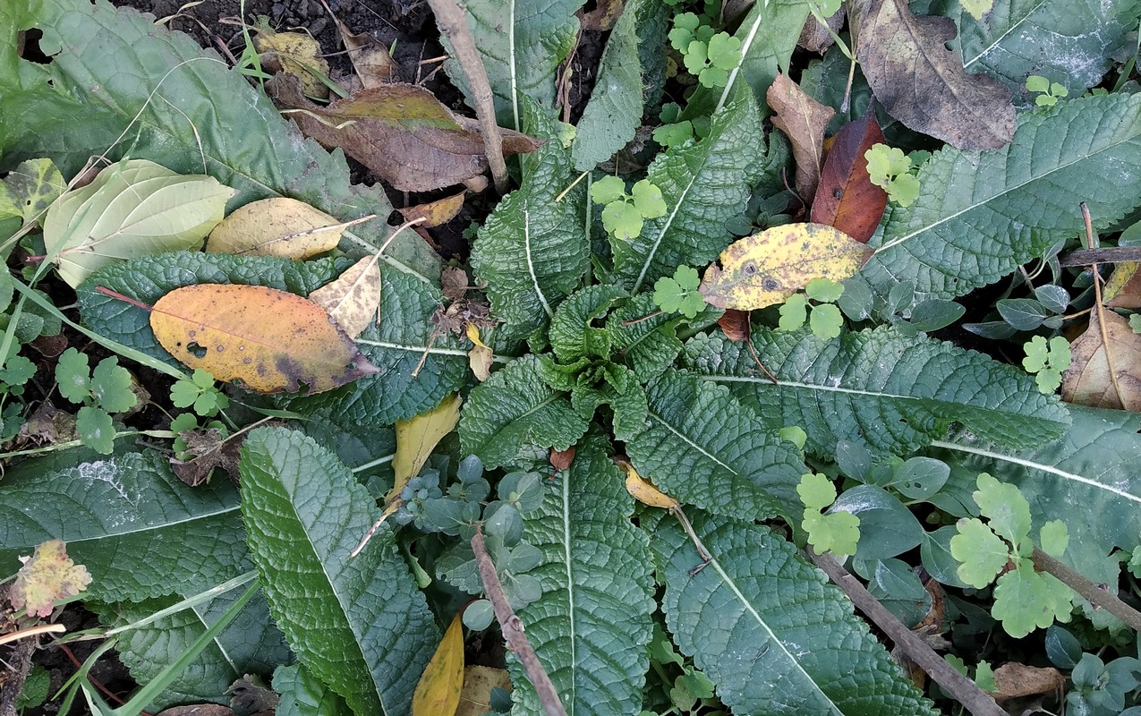 Изображение особи Dipsacus laciniatus.