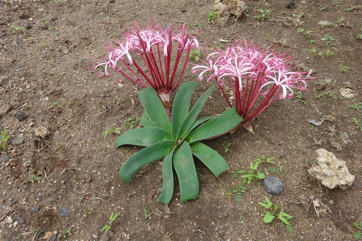 Изображение особи Ammocharis tinneana.