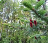 Picea ajanensis