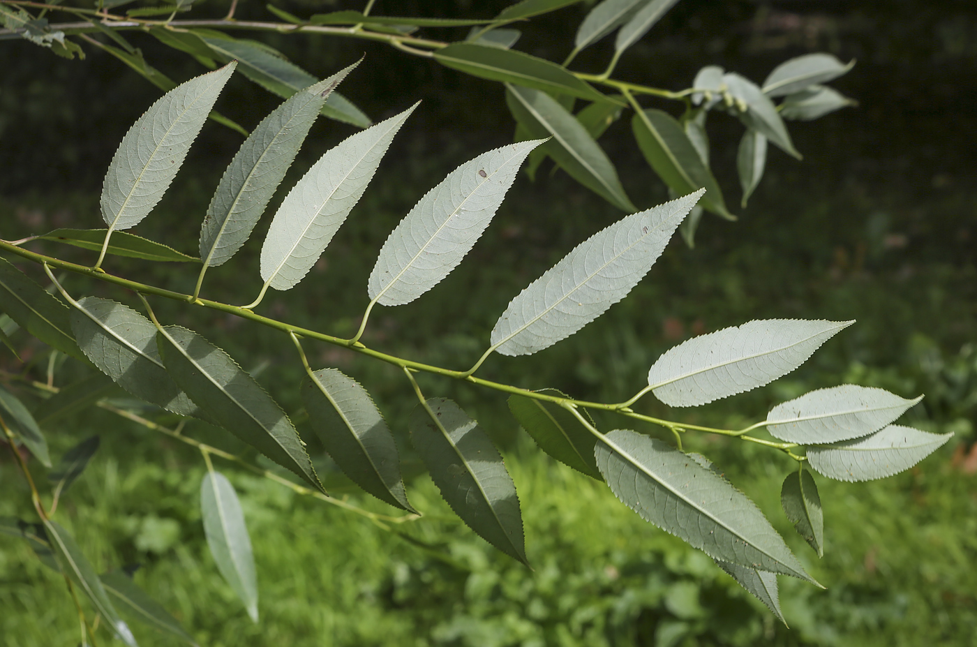 Изображение особи Salix euxina.