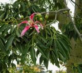 Ceiba speciosa. Ветка с цветком и бутонами. Испания, Андалусия, провинция Малага, г. Бенальмадена, парк La Paloma. Август 2015 г. .
