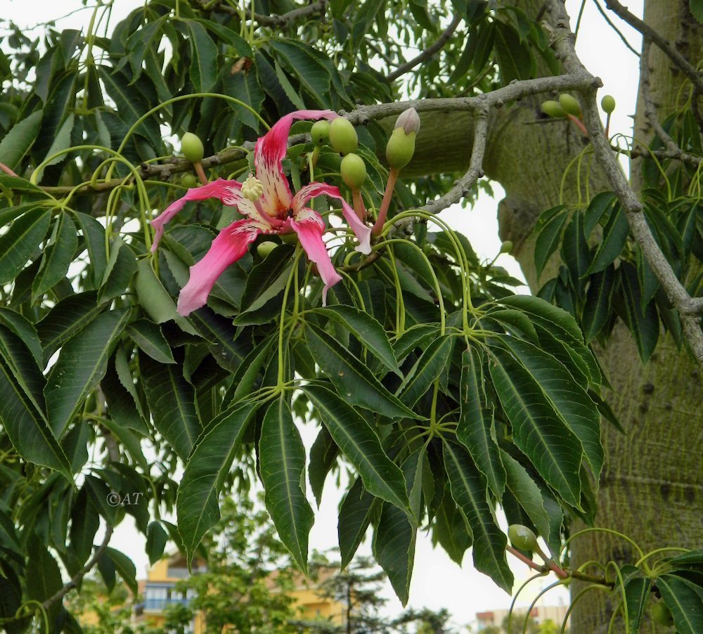 Image of Ceiba speciosa specimen.