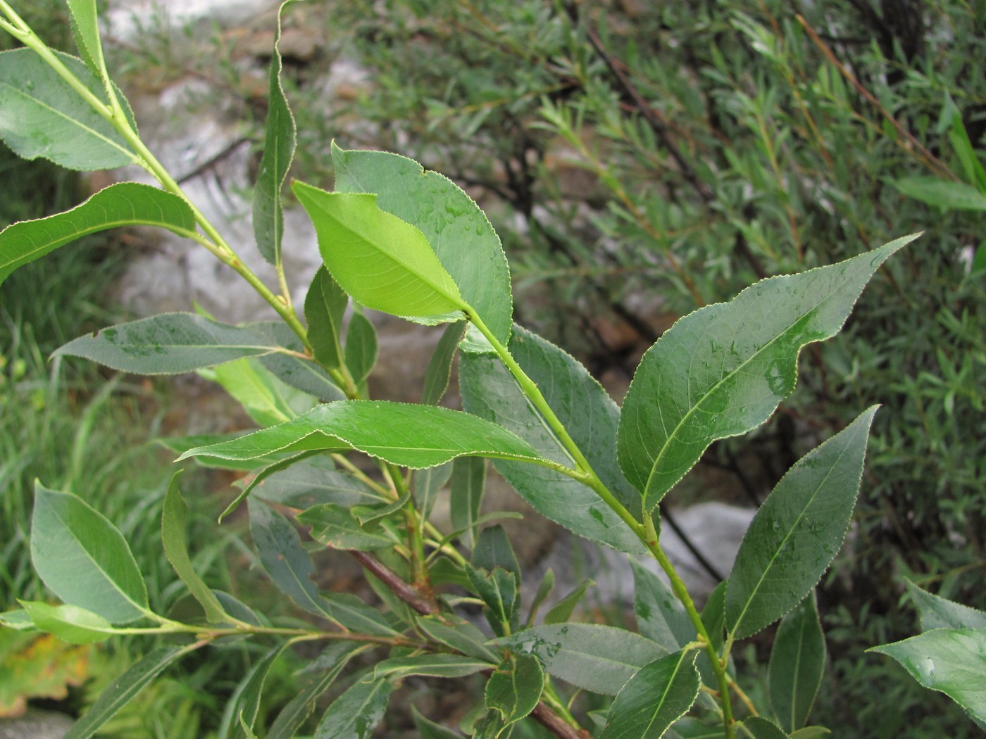 Image of Salix pentandrifolia specimen.