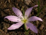 Colchicum szovitsii