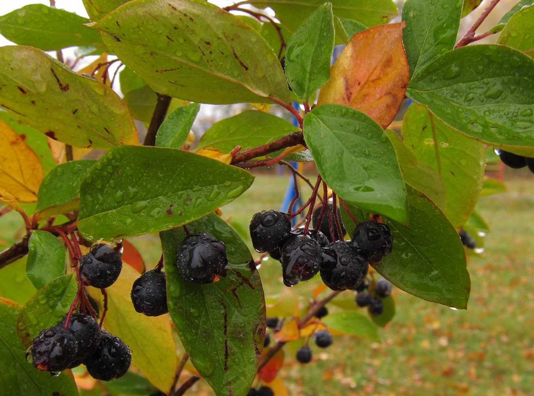 Изображение особи Cotoneaster lucidus.