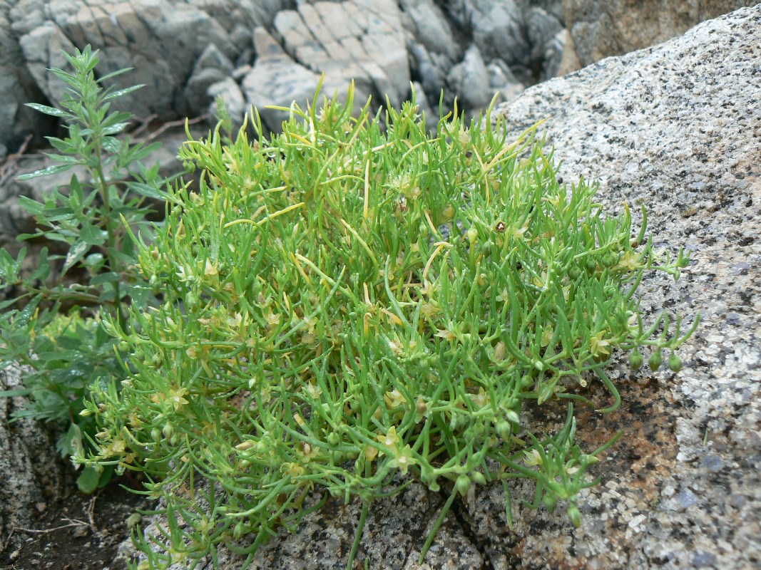 Image of Spergularia marina specimen.