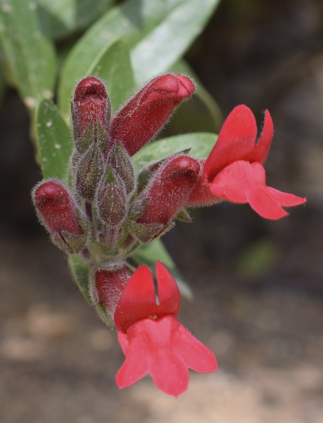 Изображение особи Gambelia speciosa.