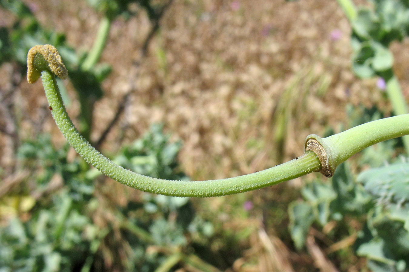 Изображение особи Glaucium flavum.