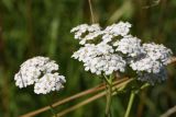 Achillea millefolium. Общее соцветие с отдыхающей мухой. Санкт-Петербург, Старый Петергоф, парк \"Сергиевка\", луг у западной опушки. 01.08.2020.