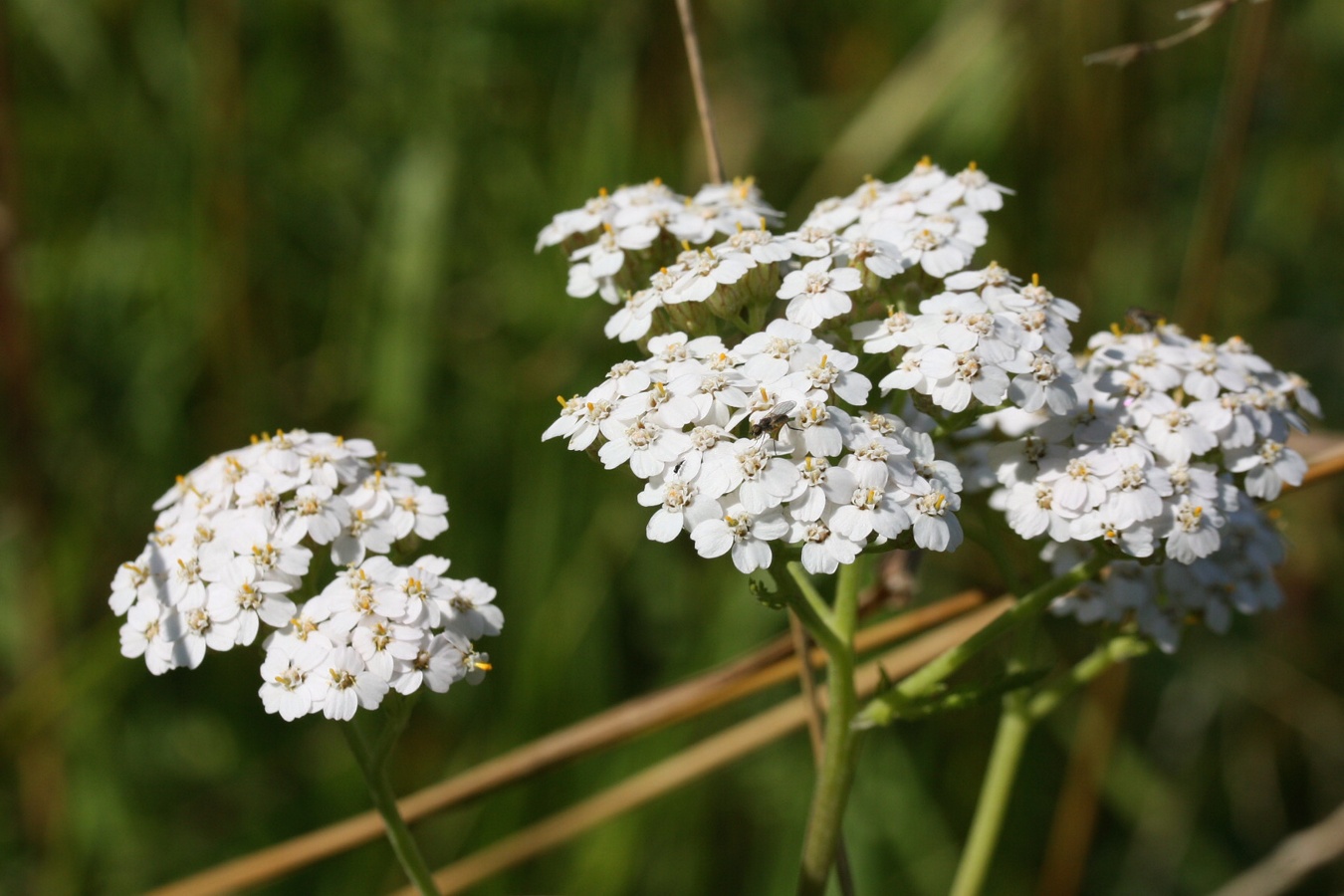 Изображение особи Achillea millefolium.