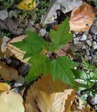 Acer rubrum