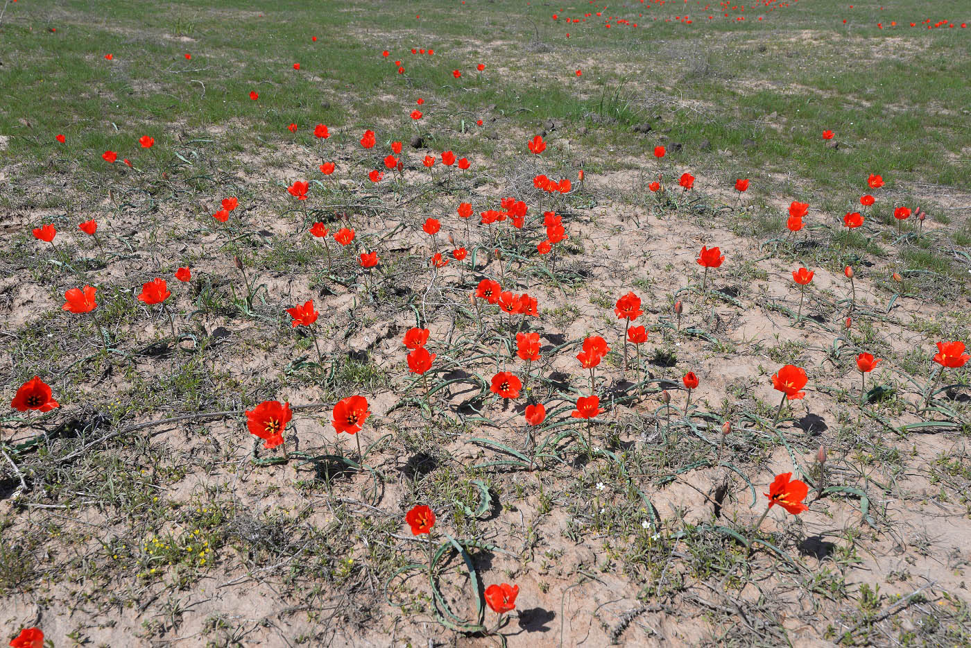 Изображение особи Tulipa korolkowii.