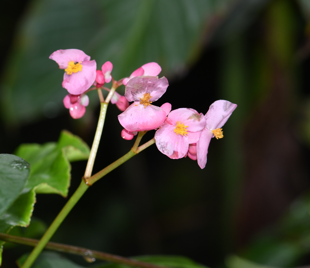 Image of genus Begonia specimen.