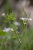 Orlaya daucoides