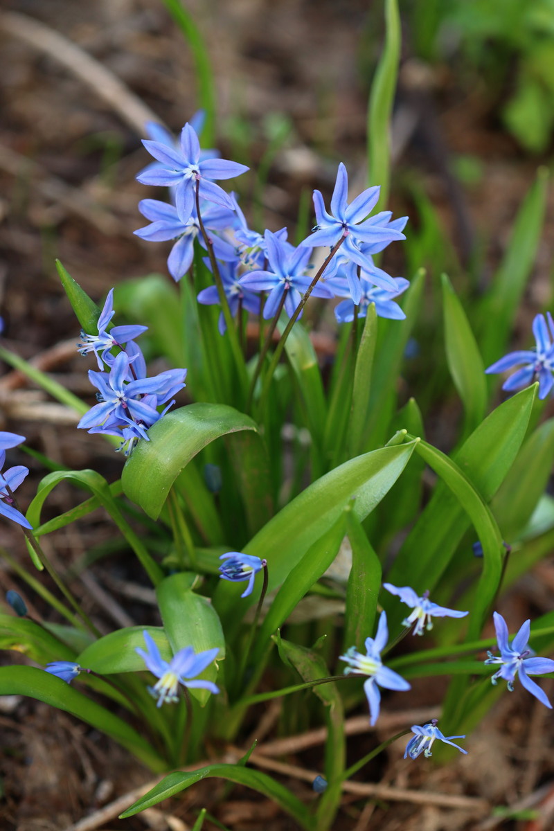 Изображение особи Scilla siberica.