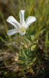 Cerastium lithospermifolium