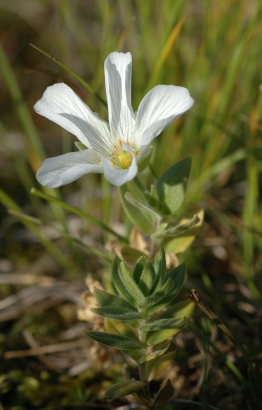 Image of Cerastium lithospermifolium specimen.