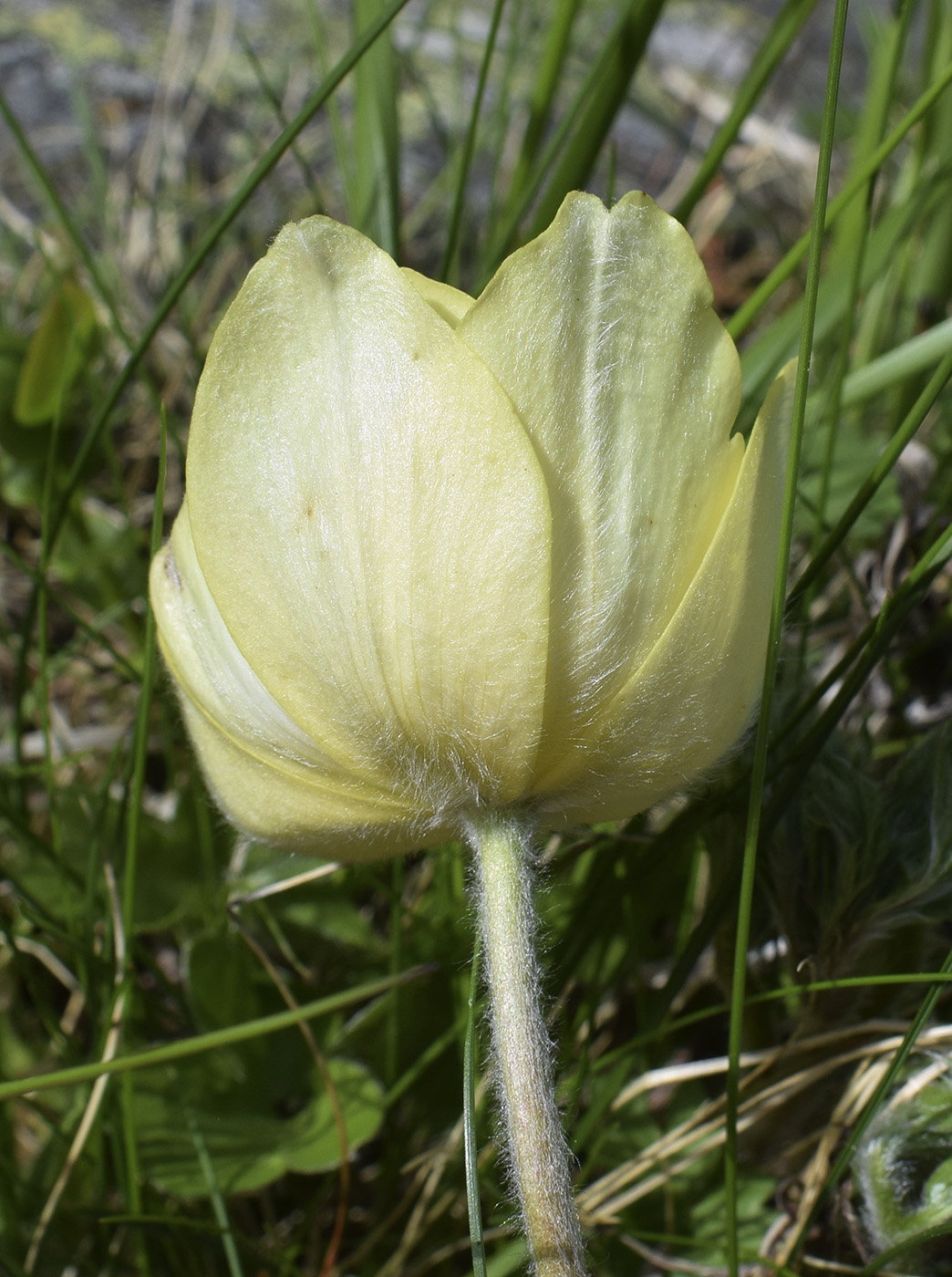 Image of Pulsatilla alpina ssp. apiifolia specimen.