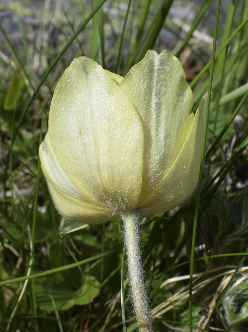 Изображение особи Pulsatilla alpina ssp. apiifolia.