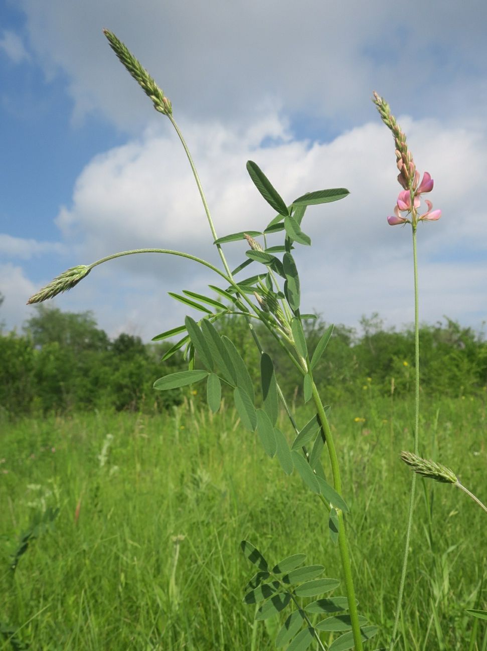 Изображение особи Onobrychis arenaria.