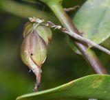 семейство Orchidaceae. Верхушка побега с вскрывающимися плодами и высыпающимися семенами. Перу, регион Куско, провинция Урубамба, Mariposario de Machu Picchu. 19.10.2019.