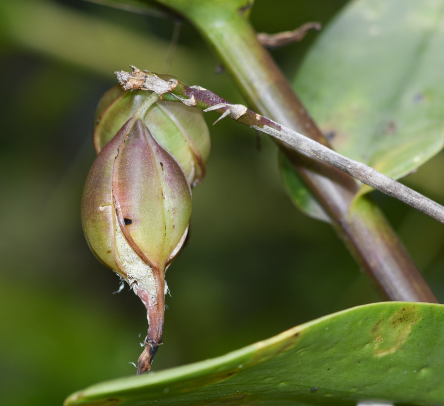 Изображение особи семейство Orchidaceae.