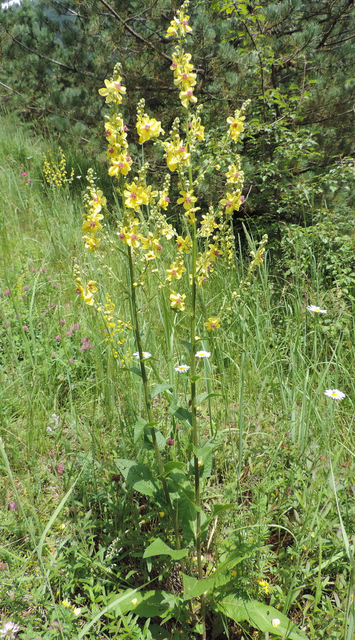 Изображение особи Verbascum pyramidatum.