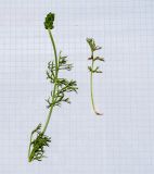 Adonis microcarpa