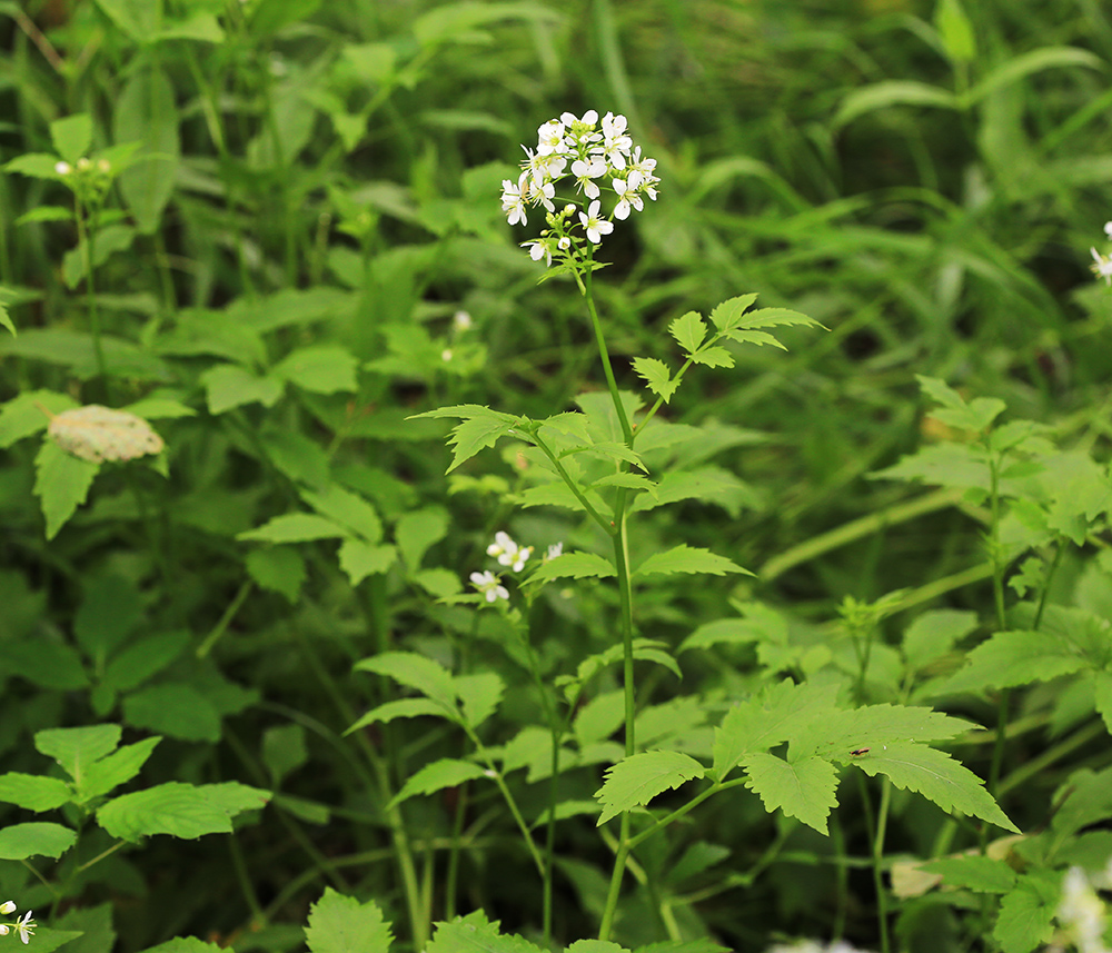 Image of Cardamine macrophylla specimen.