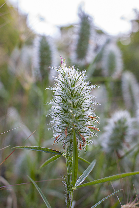 Image of Trifolium angustifolium specimen.