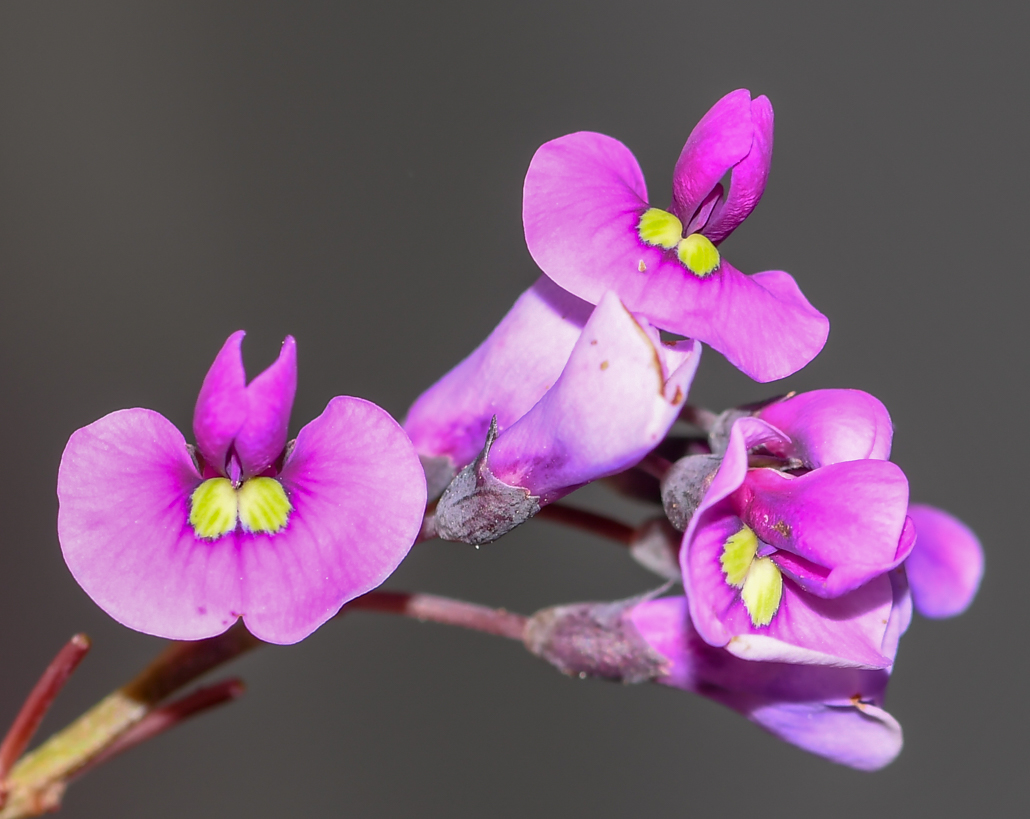 Image of Hardenbergia violacea specimen.