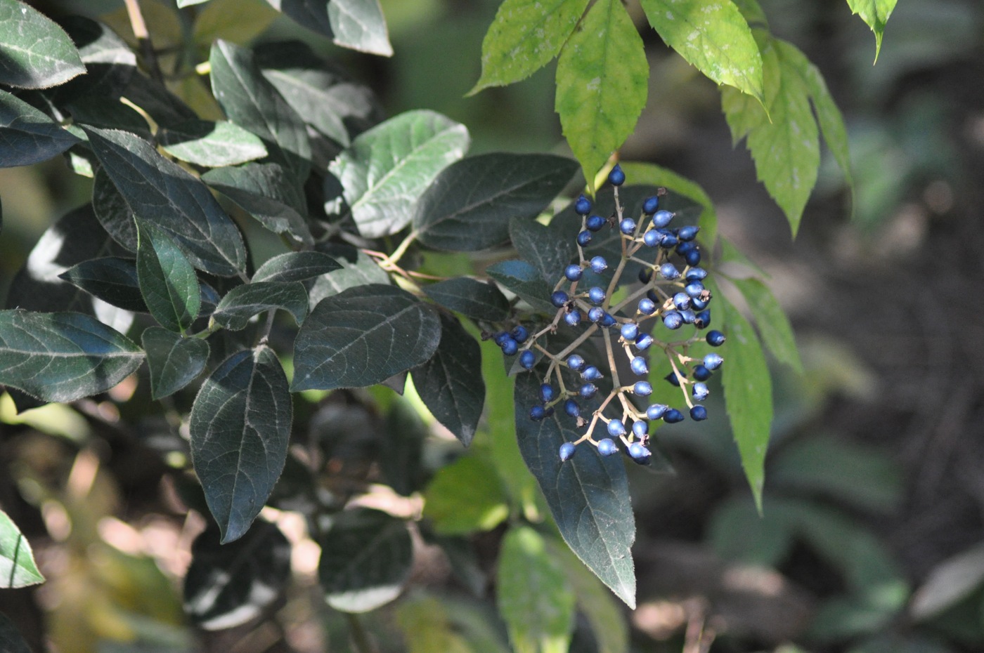 Изображение особи Viburnum tinus.