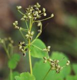 Thalictrum baicalense. Плоды. Приморский край, Лазовский р-н, Лазовский заповедник, 1 км Ю кордона Америка, широколиственный лес. 17.08.2009.