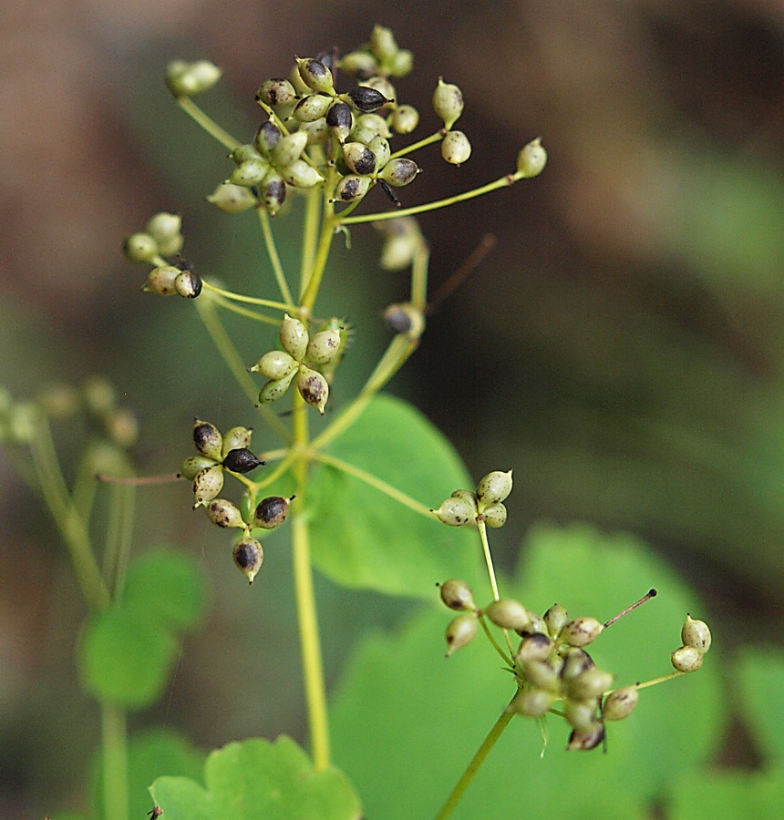 Изображение особи Thalictrum baicalense.