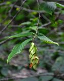 Carpinus cordata. Верхушка ветви с соплодием. Приморье, Хасанский р-н, Кравцовские водопады, лиственный лес. 01.08.2021.