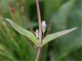 Gentianella lingulata. Часть побега с пазушными цветками. Мурманская обл., п-в Рыбачий, побережье Большой Волоковой губы севернее м. Коровий, разнотравный приморский луг. 30.07.2020.