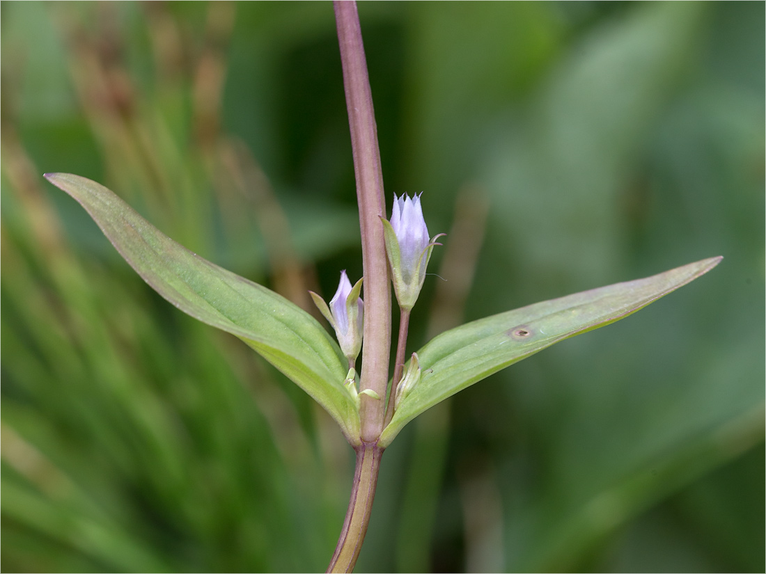 Изображение особи Gentianella lingulata.