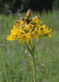 Ligularia altaica. Верхушка генеративного побега. Республика Алтай, Усть-Коксинский р-н, окр. с. Мульта, окр. Нижнего Мультинского озера, луг на опушке соснового леса. 09.07.2021.