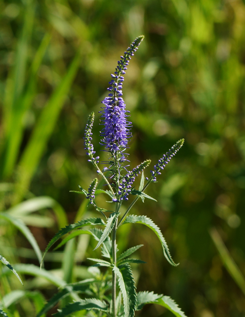 Image of Veronica longifolia specimen.