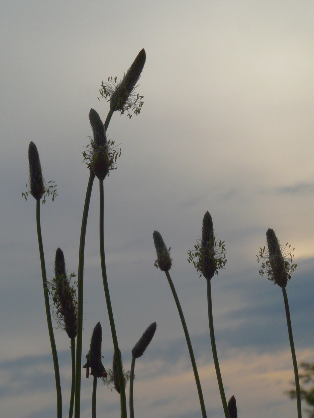 Image of Plantago lanceolata specimen.