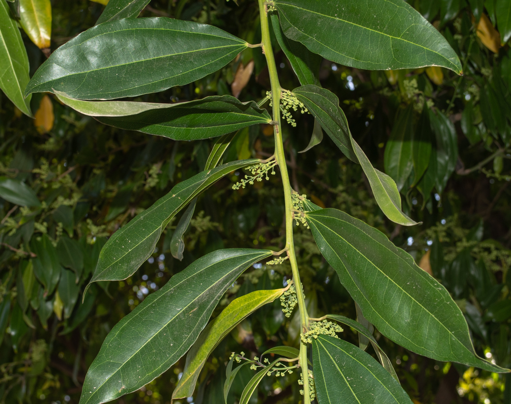 Image of Cocculus laurifolius specimen.