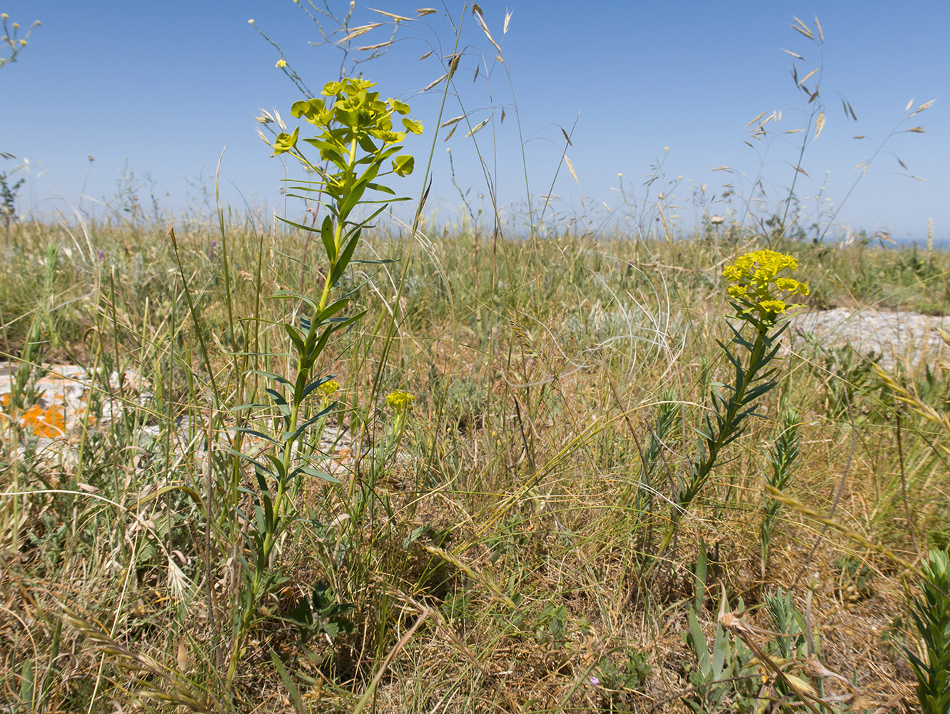 Image of Euphorbia stepposa specimen.